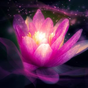 Sacred Lotus Zen Chillout Music