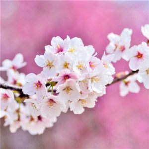Cherry Tree Garden Zen Instrumental Music